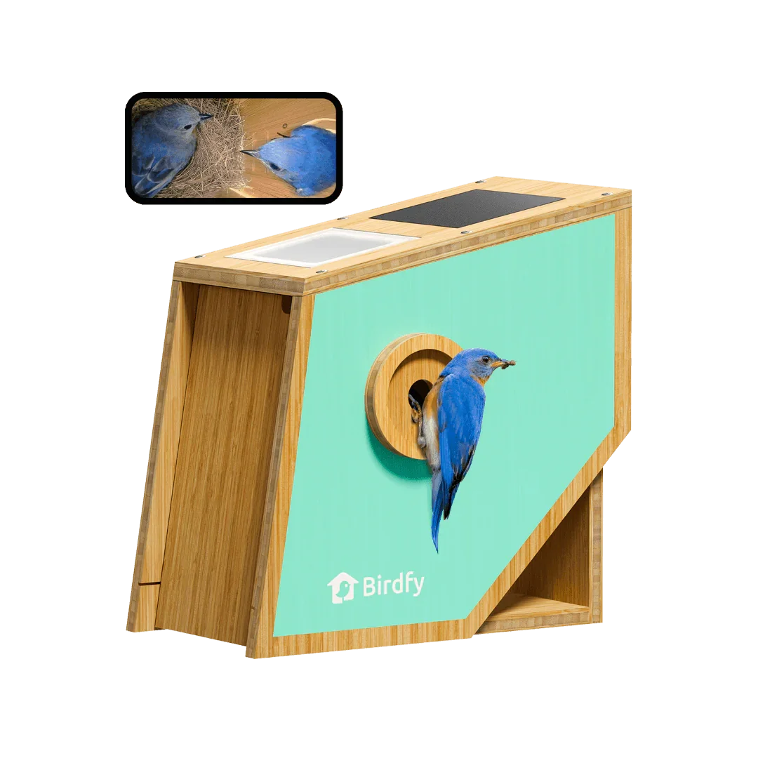 Image showcasing Birdfy Smart Bird Houses for Outside Solar Powered, Polygon – netvue