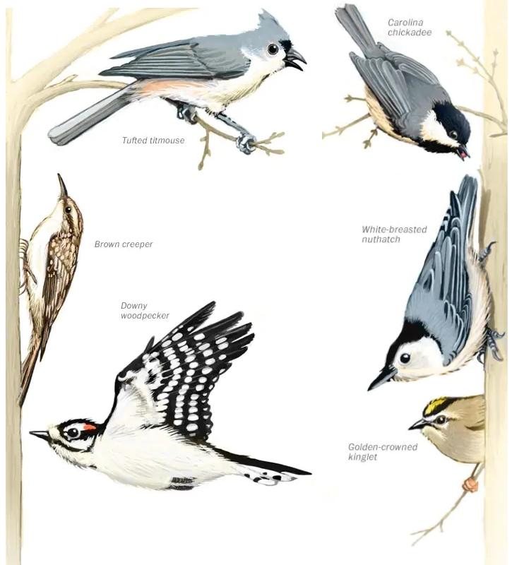 🧐Why do birds form mixed-species flocks❓❓