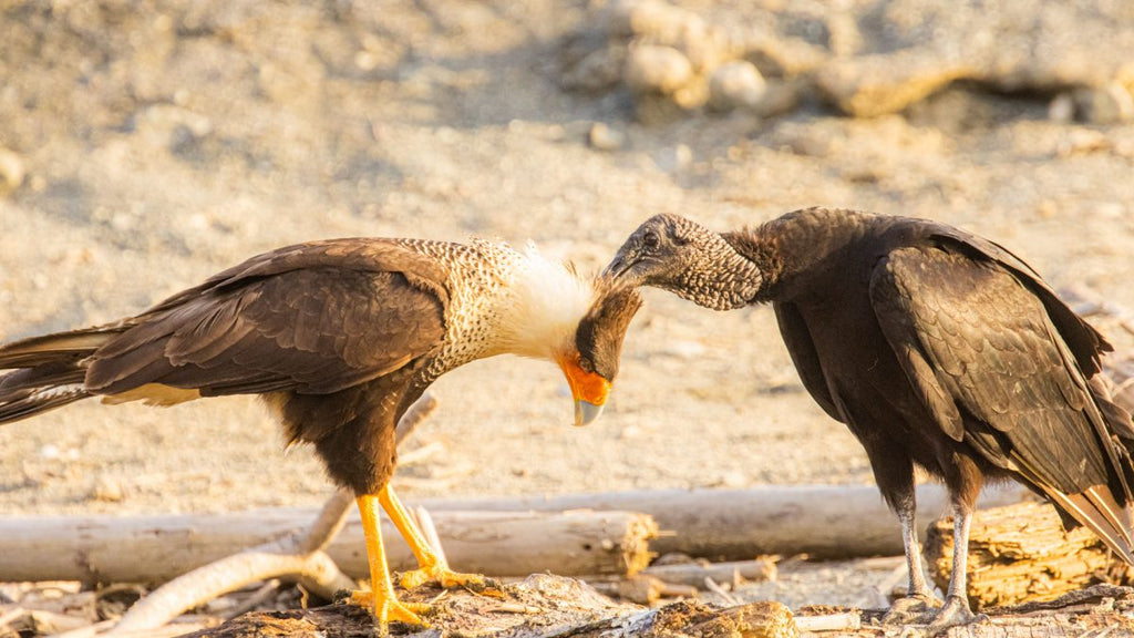 Interspecific Allopreening