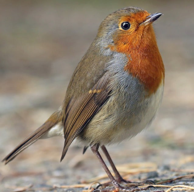 Bird Introduction-European Robin