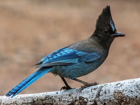 Bird Introduction-Steller's Jay