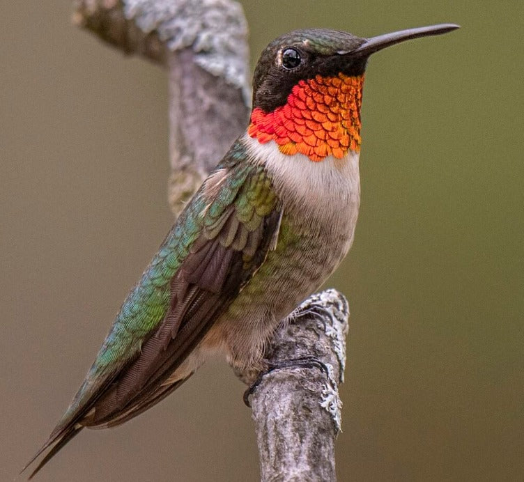 Bird introduction-Ruby-Throated Hummingbird