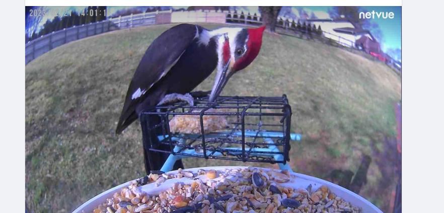 Bird introduction - Pileated Woodpecker