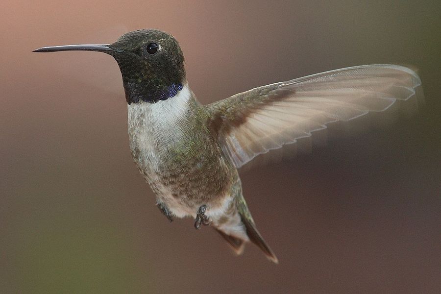Bird Introduction-Black-chinned Hummingbird