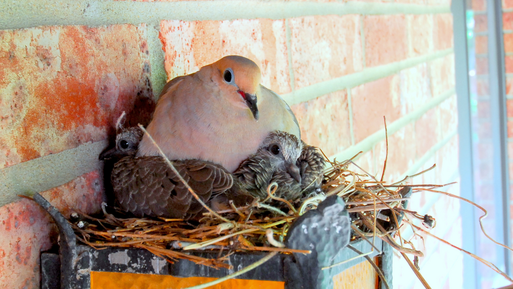 How to Help An Injured Wild Bird