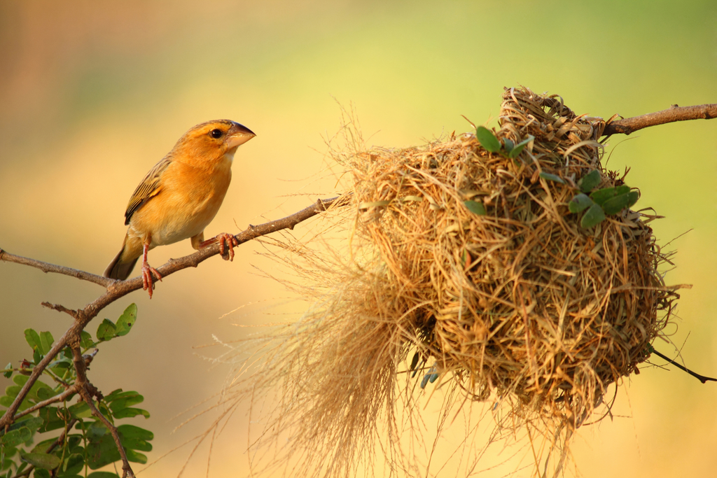 Birdfy Knows: When Do Birds Nest and How Can We Help Them