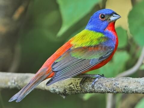 Bird introduction-Painted Bunting