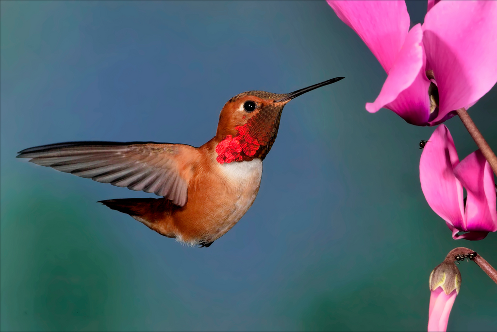 Birdfy Knows: How to Choose the Best Hummingbird Feeder