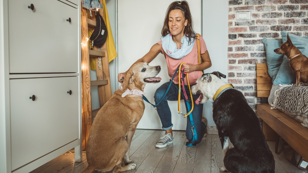 Tips of Dogs Care for Busy People