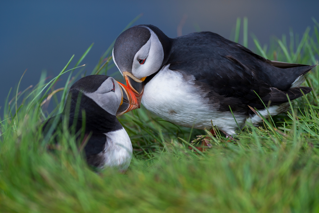 Discover the Wonders of Motherhood in the Bird Kingdom