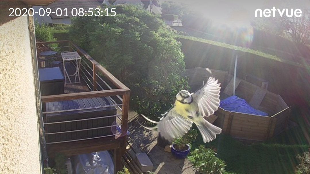 5 Steps to DIY Bird Cam – netvue