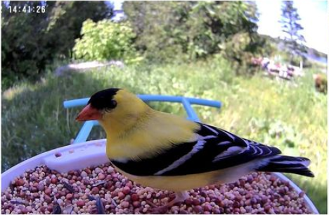 Bird Introduction-American Goldfinch