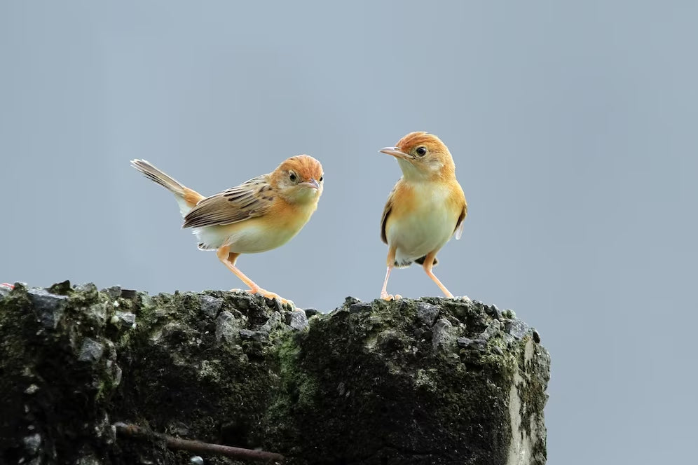 Don't Get Fooled by These Birding Myths on April Fool's Day!