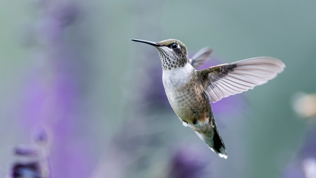 Creating a Hummingbird Haven: Top 6 Hummingbird Feeder Mysteries You Must Know