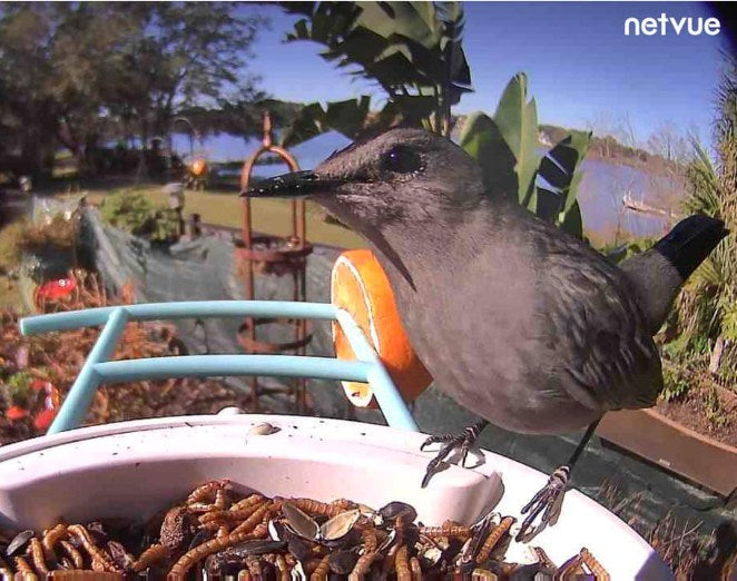 Bird introduction-Gray Catbird