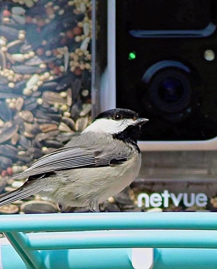 Eight types of bird seeds for Birdfy and their advantages & disadvantages