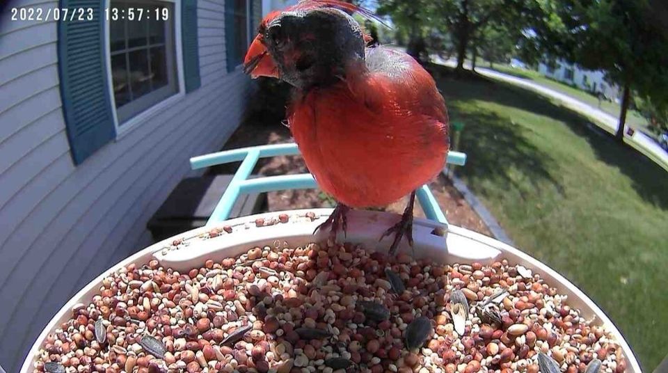 WHY BIRDS MOLT？