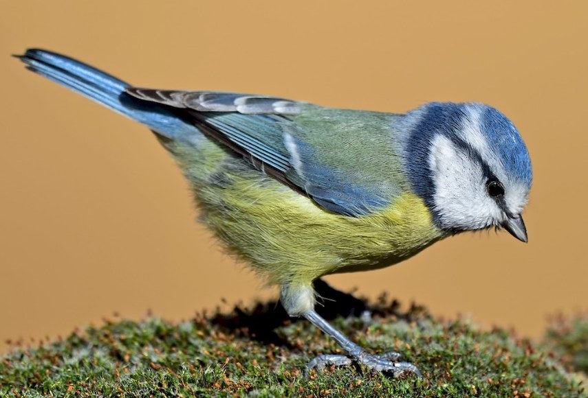Bird Introduction-Eurasian Blue Tit