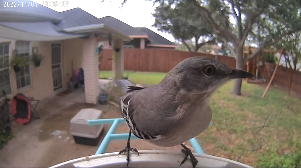 Bird introduction - Northern Mockingbird