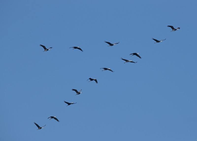 BIRD MIRGATION