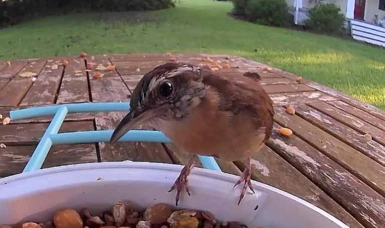 Bird introduction-Carolina Wren