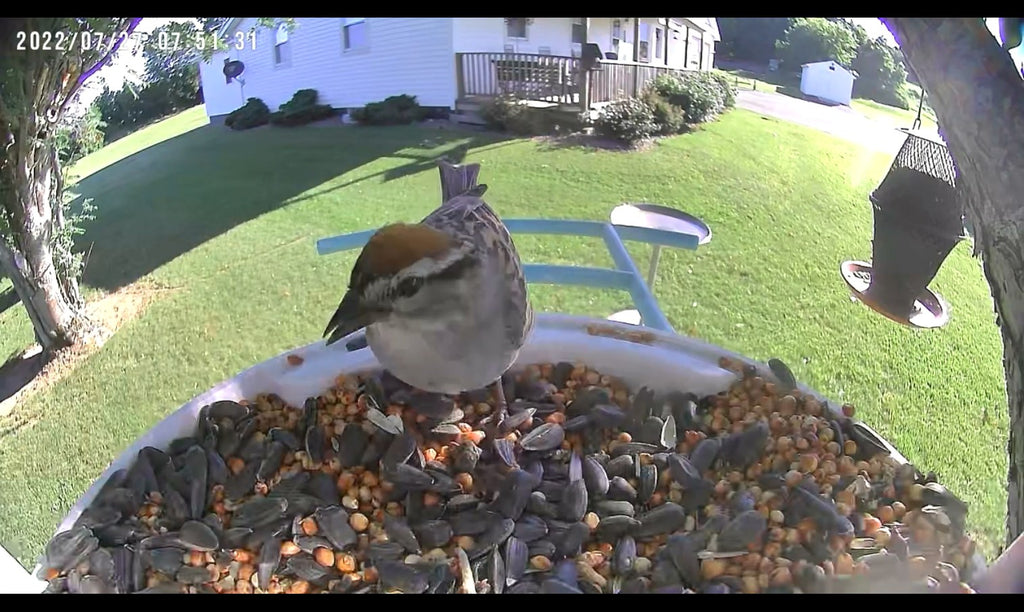 Bird Introduction-Chipping Sparrow