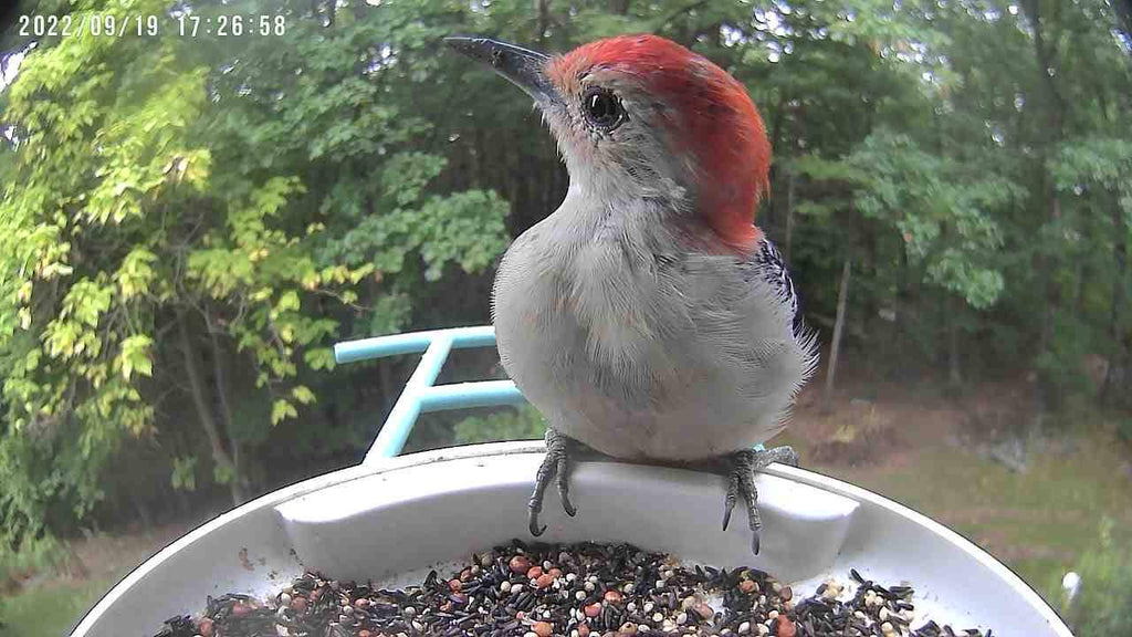 Bird introduction-Red-bellied Woodpecker