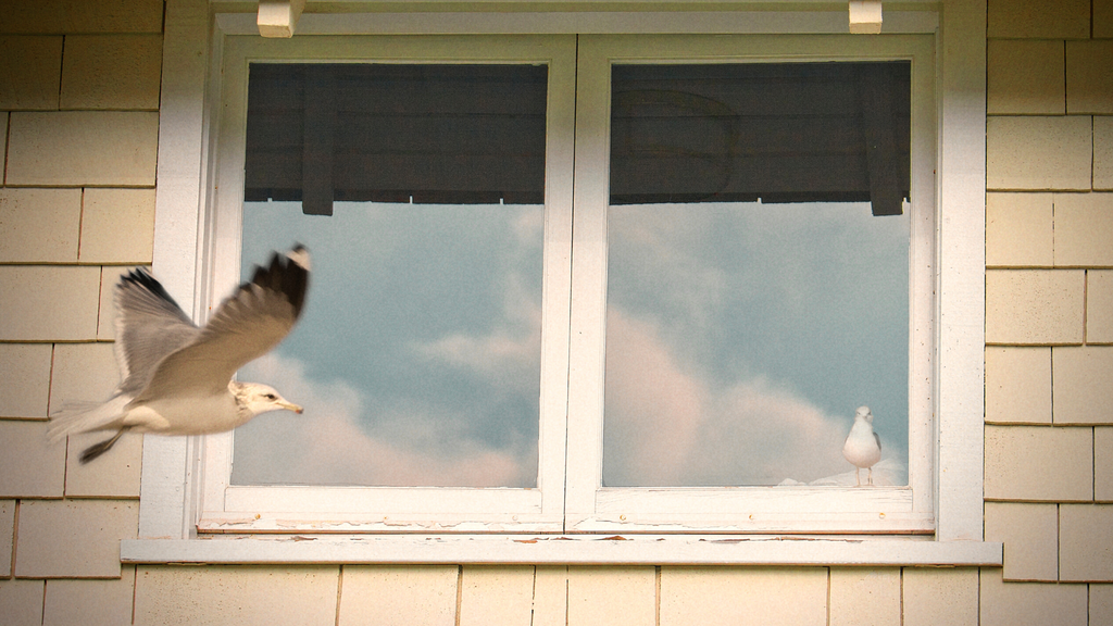 The Transparent Killer: Why Bird Window Collisions Happen and How Can We Help