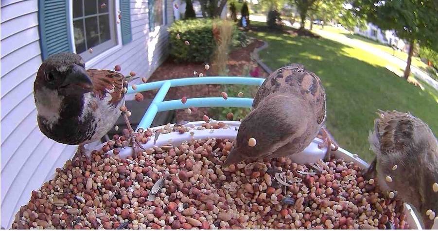 What kind of food do birds like in summer?🧐