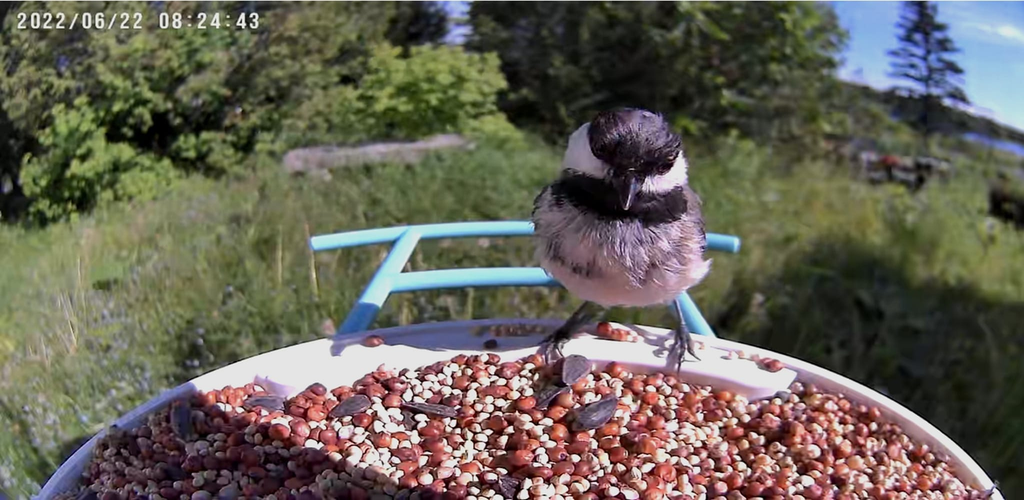 Bird Introduction-Black-capped Chickadee