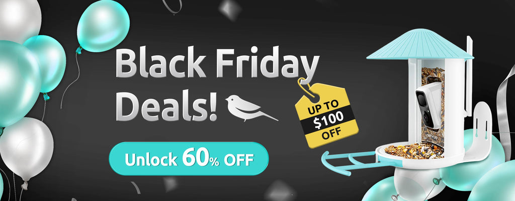 Netvue Black Friday Deals Round Up