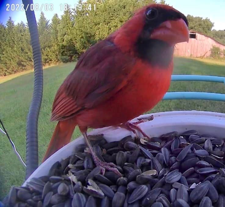 Bird Introduction-Northern Cardinal