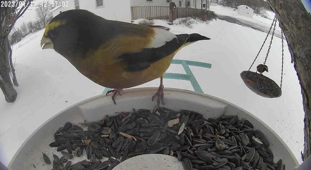 Bird introduction-Evening Grosbeak