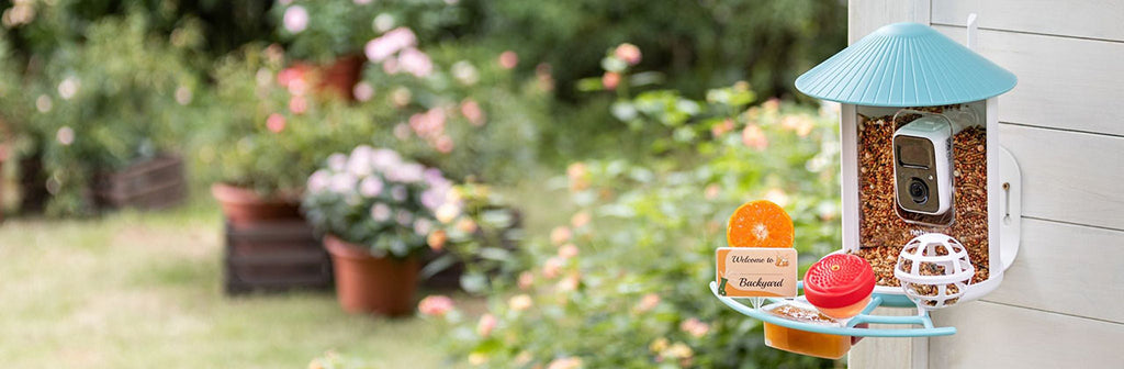 Tips and Tools for Attracting Feathered Friends to Your Backyard
