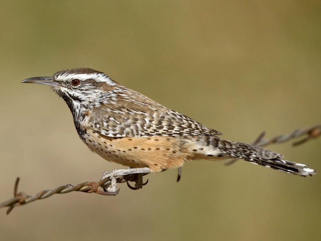 Bird introduction-Cactus Wren