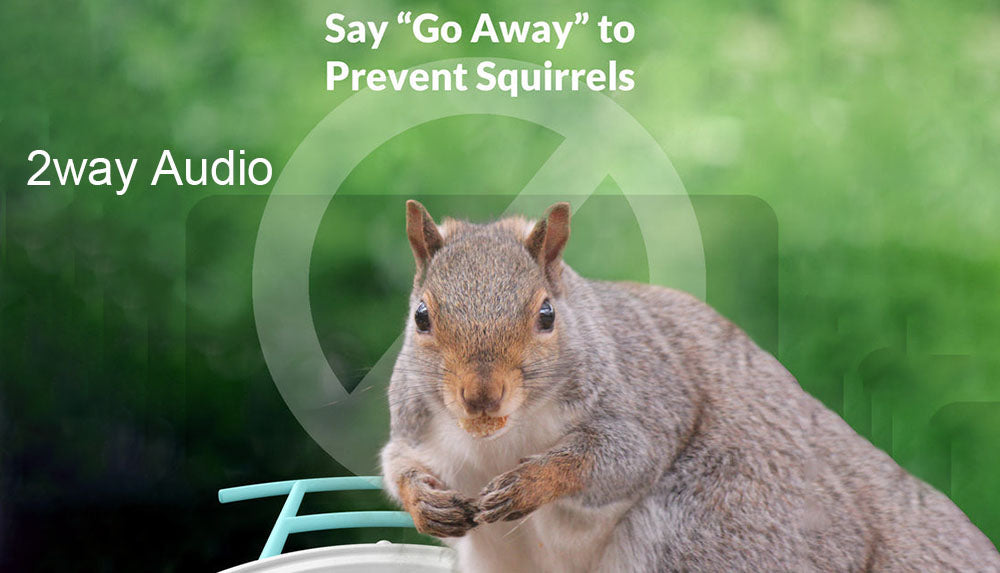 9 Tips on How to Keep Squirrels Out of Your Bird Feeder netvue