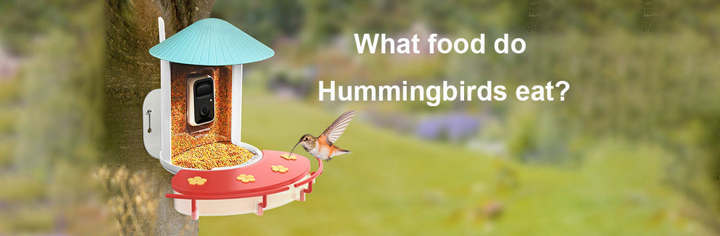 What food do Hummingbirds eat?