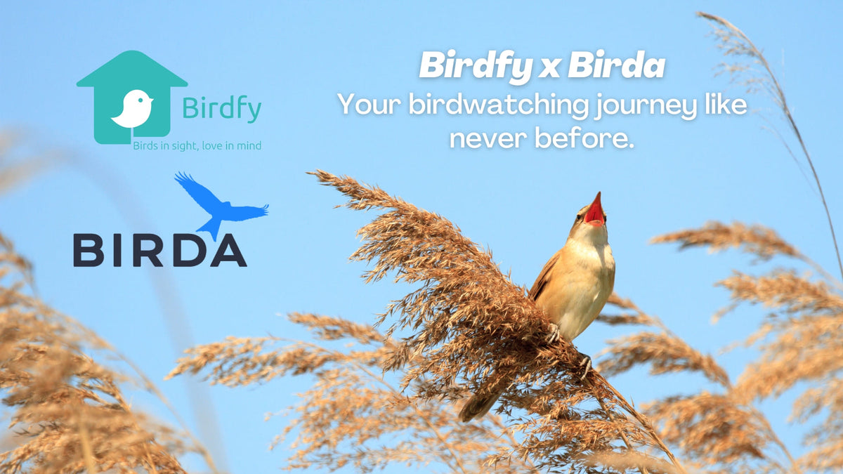 Birdfy & Birda: About Feathered Friends &Shared Visions – netvue