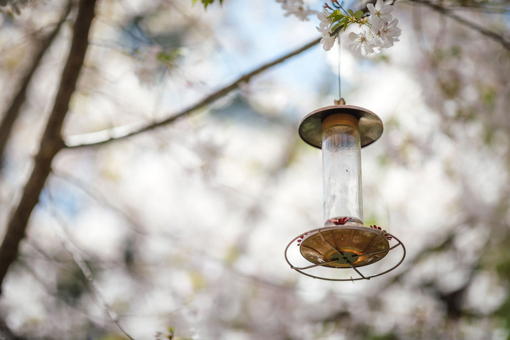 Bird Feeder Maintenance Tips: How to Keep Your Feeders Clean and Safe During the Summer