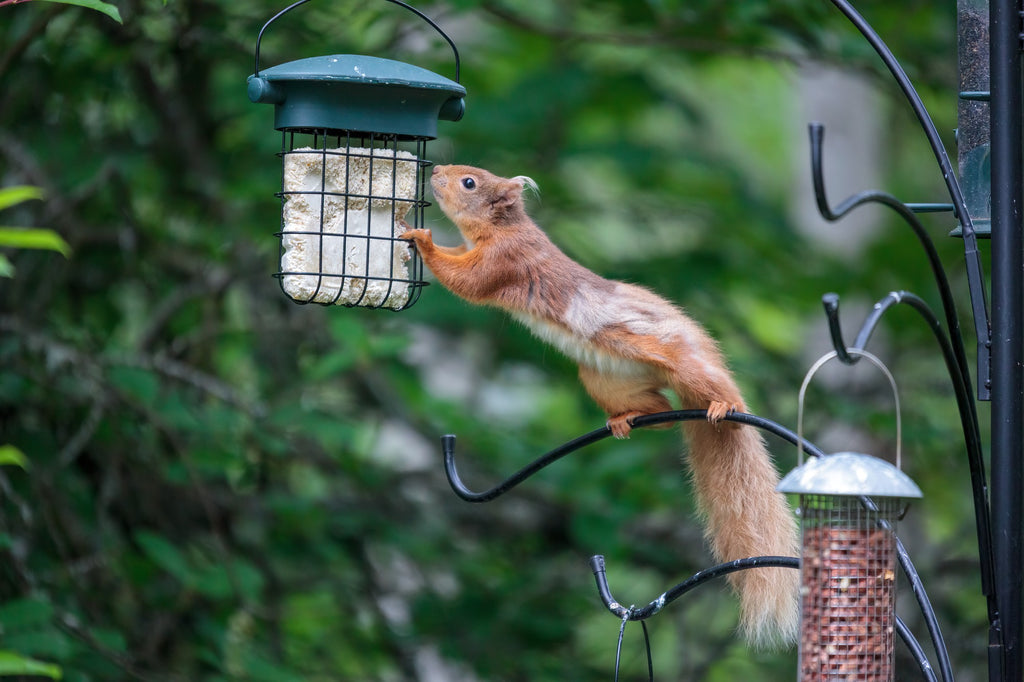 Say No to Naughty Friends with Squirrel-Proof Birding Solutions