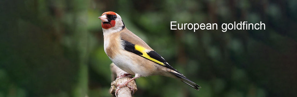 Bird introduction-European Goldfinch