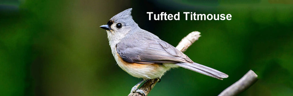 Tufted Titmouse