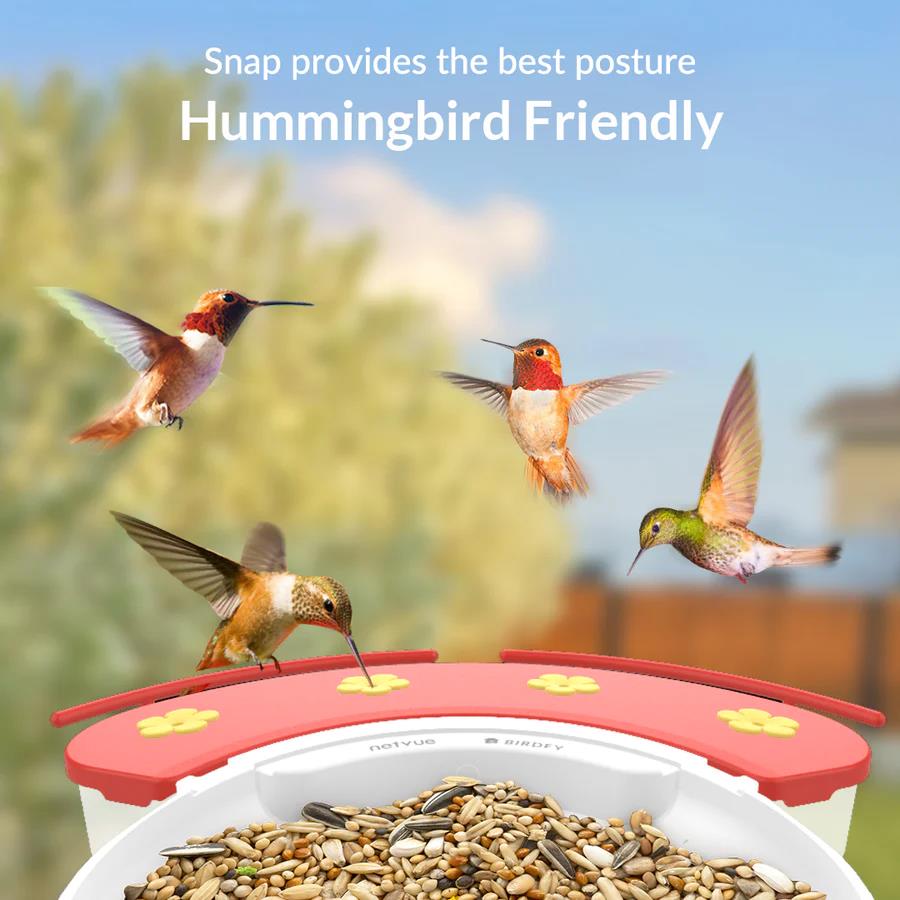 Netvue Birdfy Feeder with Hummee Set