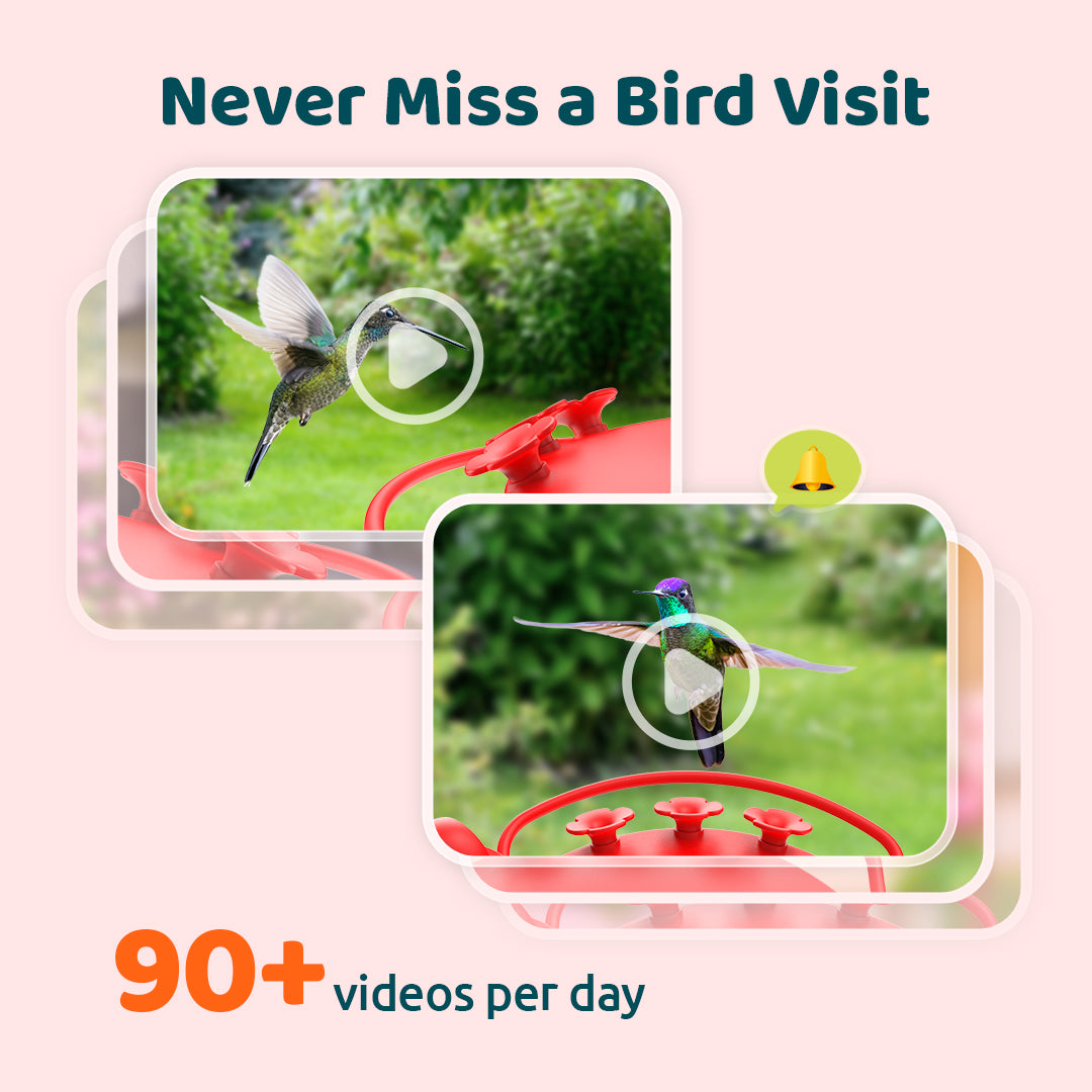[Pre-order] Birdfy Hum Feeder - Dual-Camera Smart Feeder for Hummingbirds