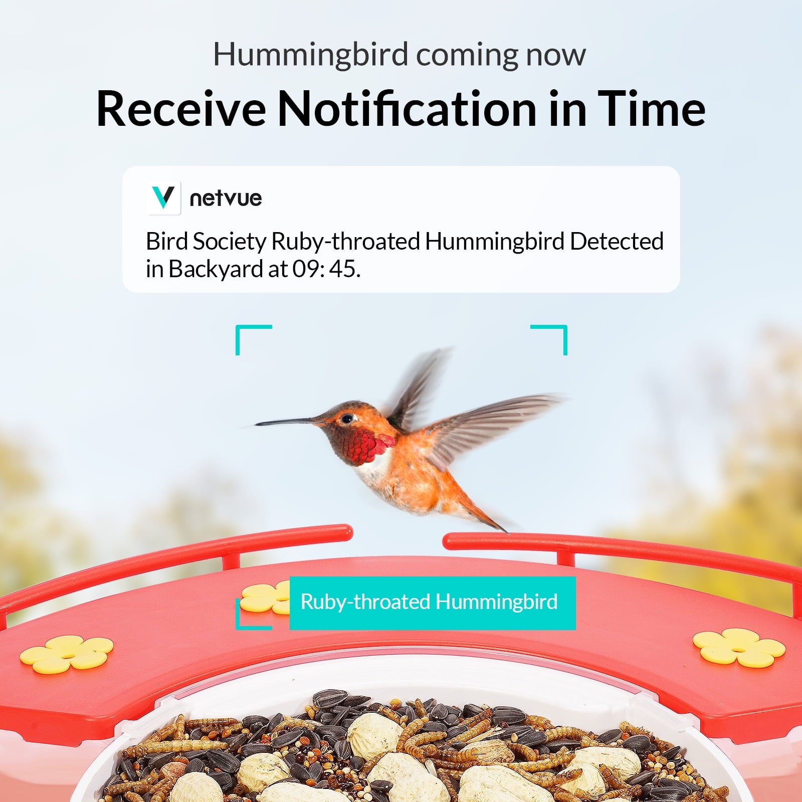 Birdfy Hummingbird Feeder Camera – netvue