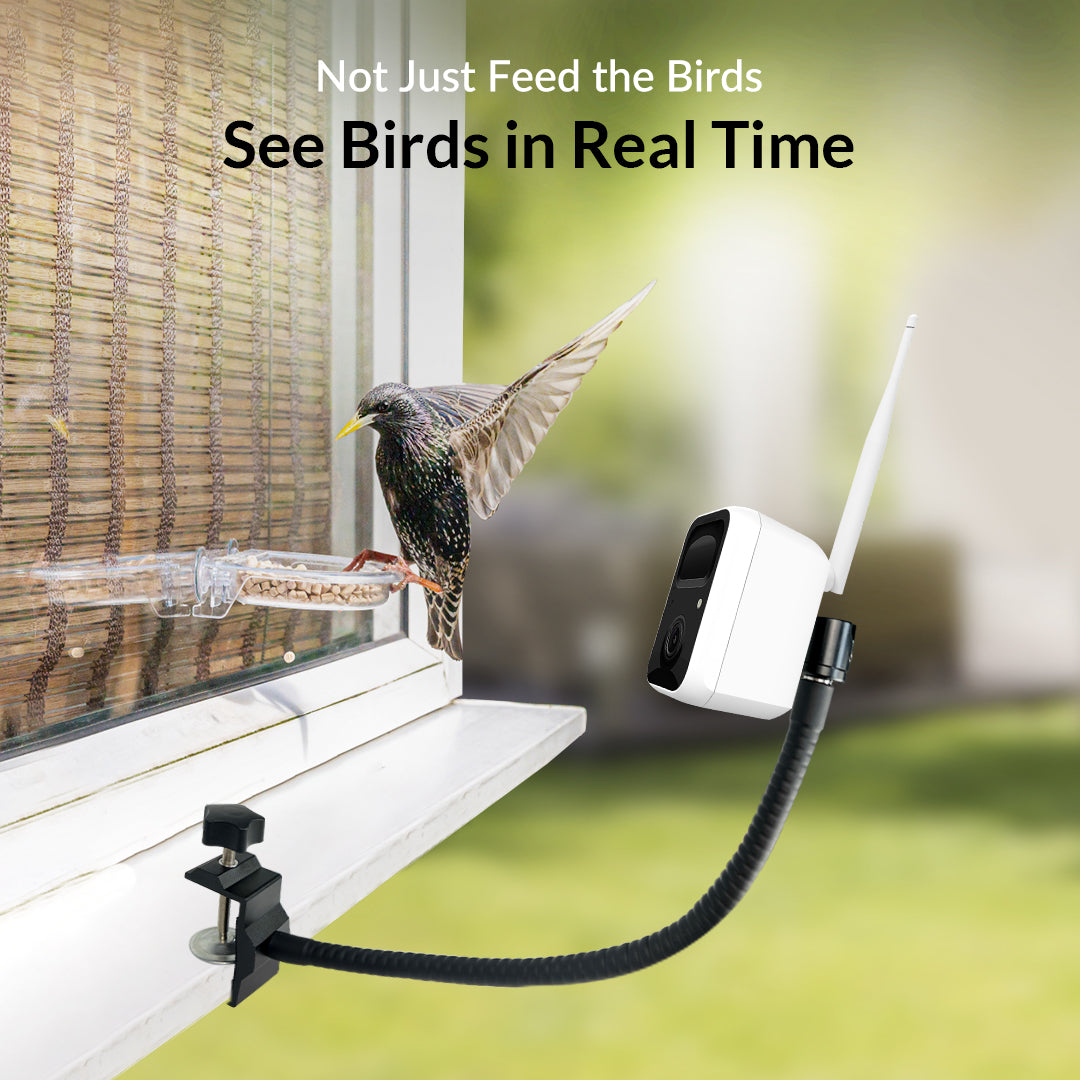 Birdfy Cam Bird Camera With Motion Detection